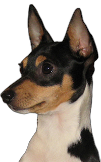 American Toy Fox Terrier