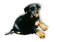 Zwergpinscher Welpen