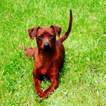 Calina Gräfin von Burg-Wildenstein