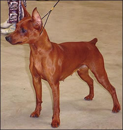 Numa dell alto Fondale