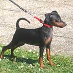 Helen Hoff Zimnya Vishnya