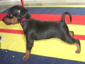 Zimnya Wishnya mit 4 Wochen