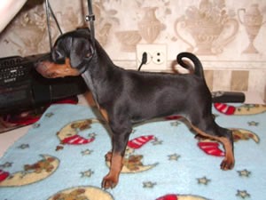 Zimnya Wishnya mit 8 Wochen