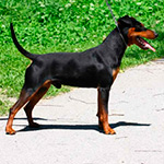 Amaro Graf von Burg-Wildenstein