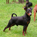 >Choresh Me Beit Hamaayan